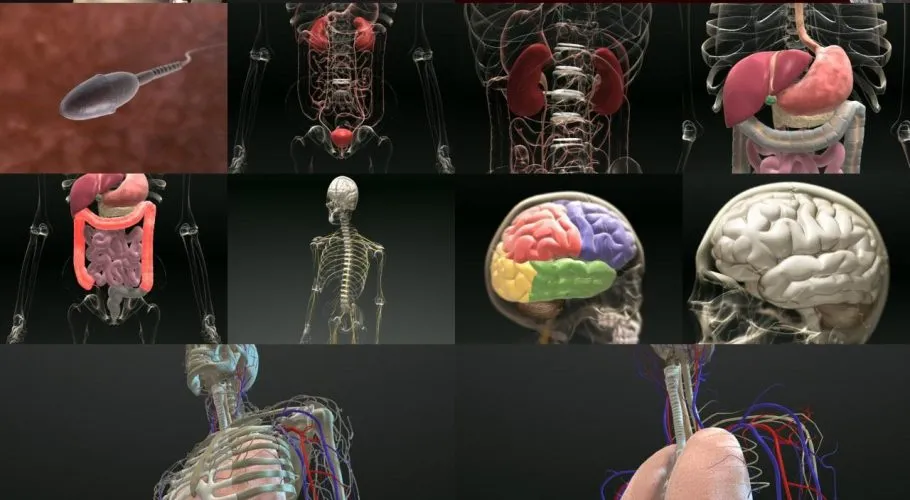 3D Anatomy