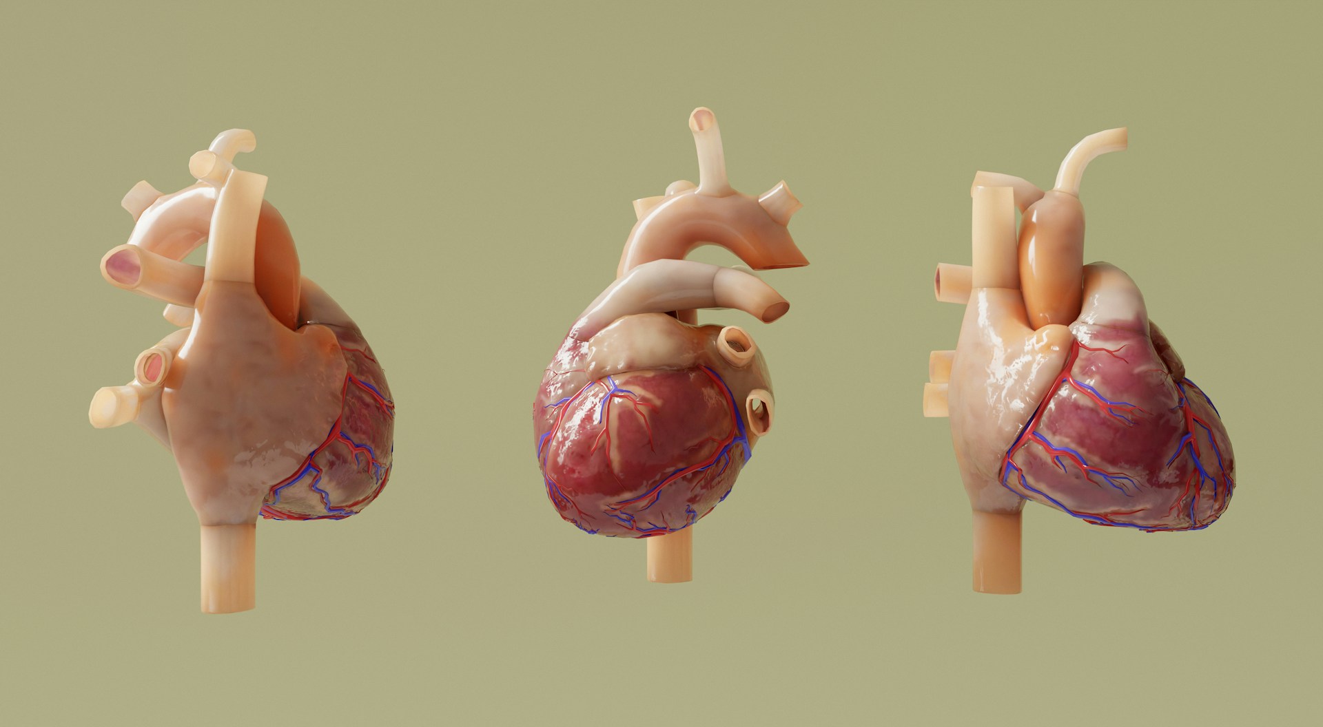 3D Heart Model