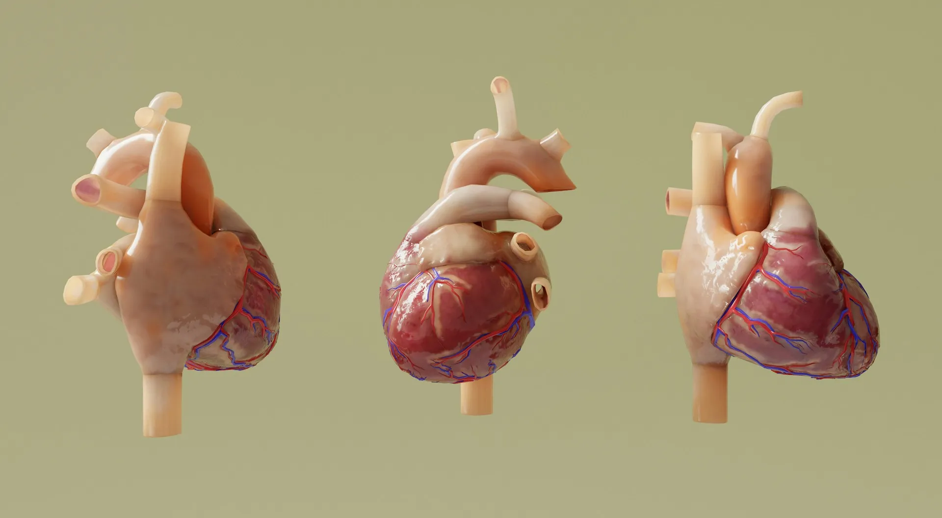 3D Heart Model