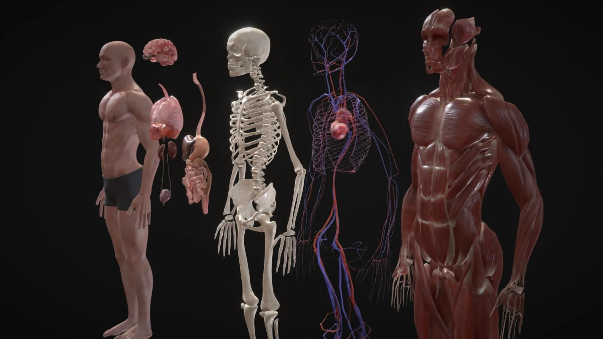 Anatomy in 3D