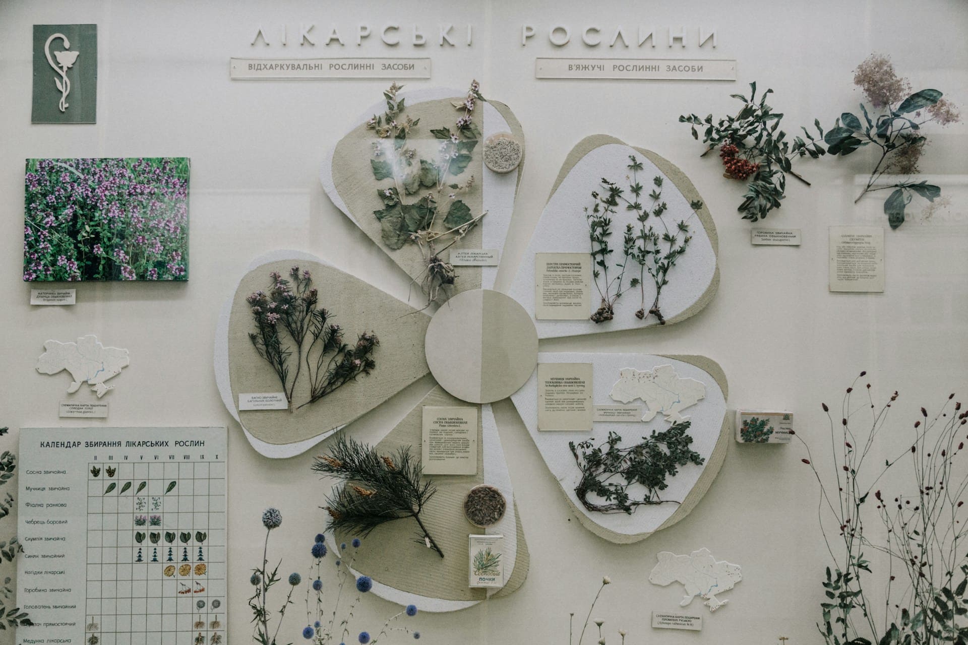 Biophilic Graphic Design