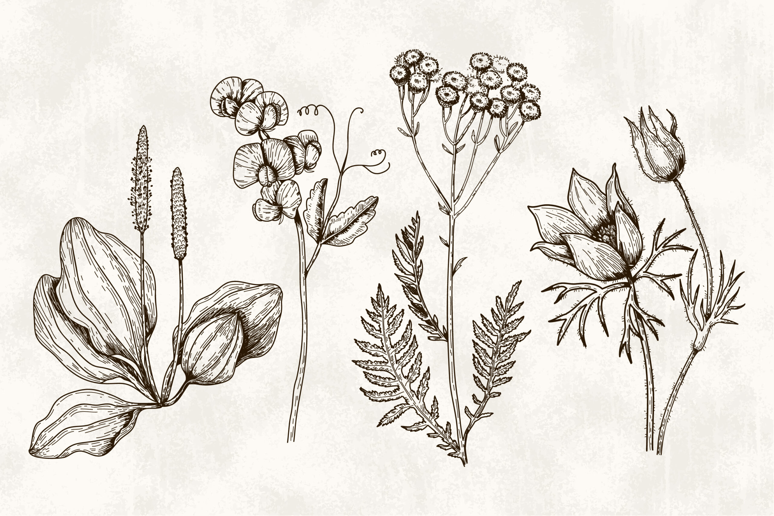 hand-drawn vintage botanical pattern