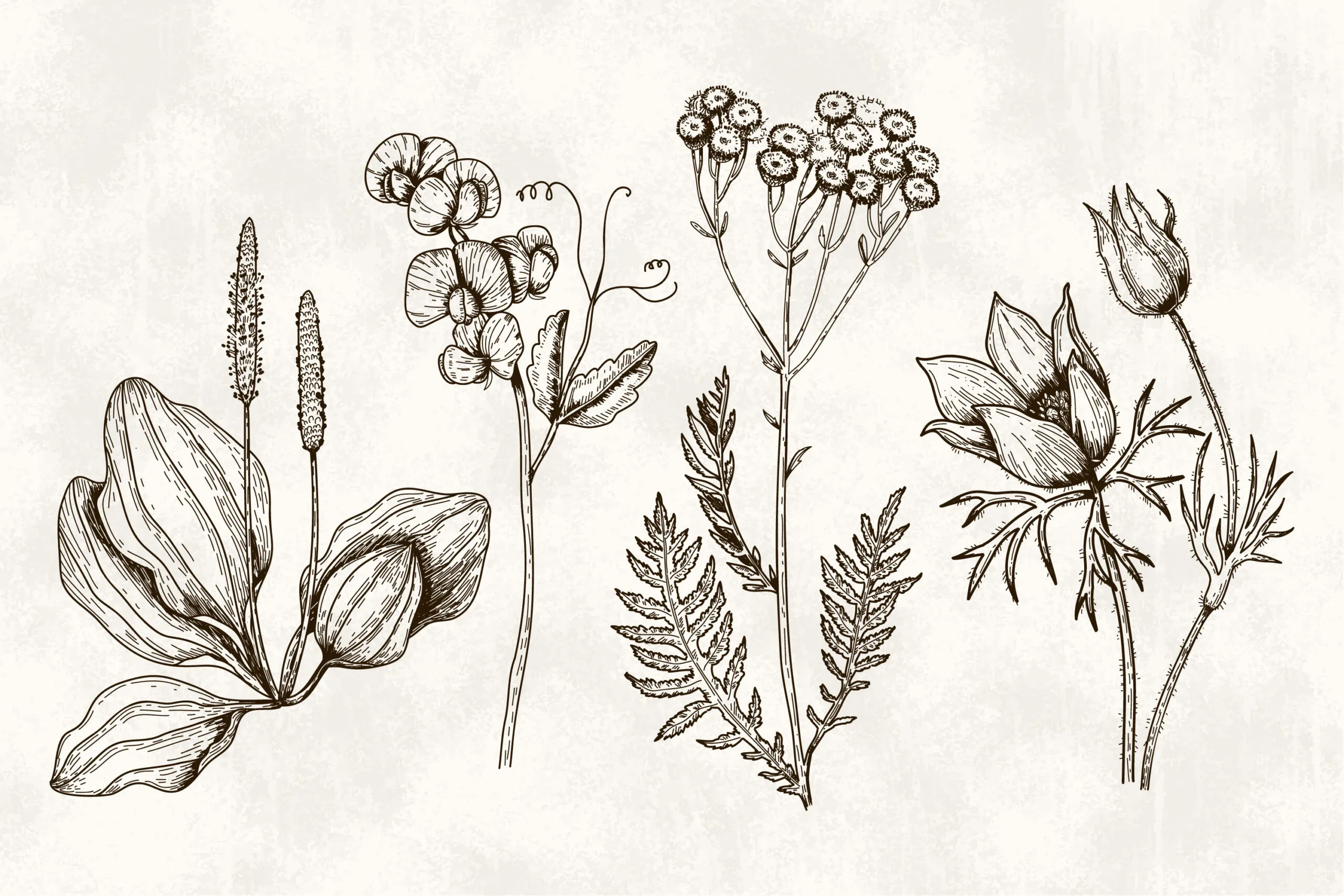 hand-drawn vintage botanical pattern
