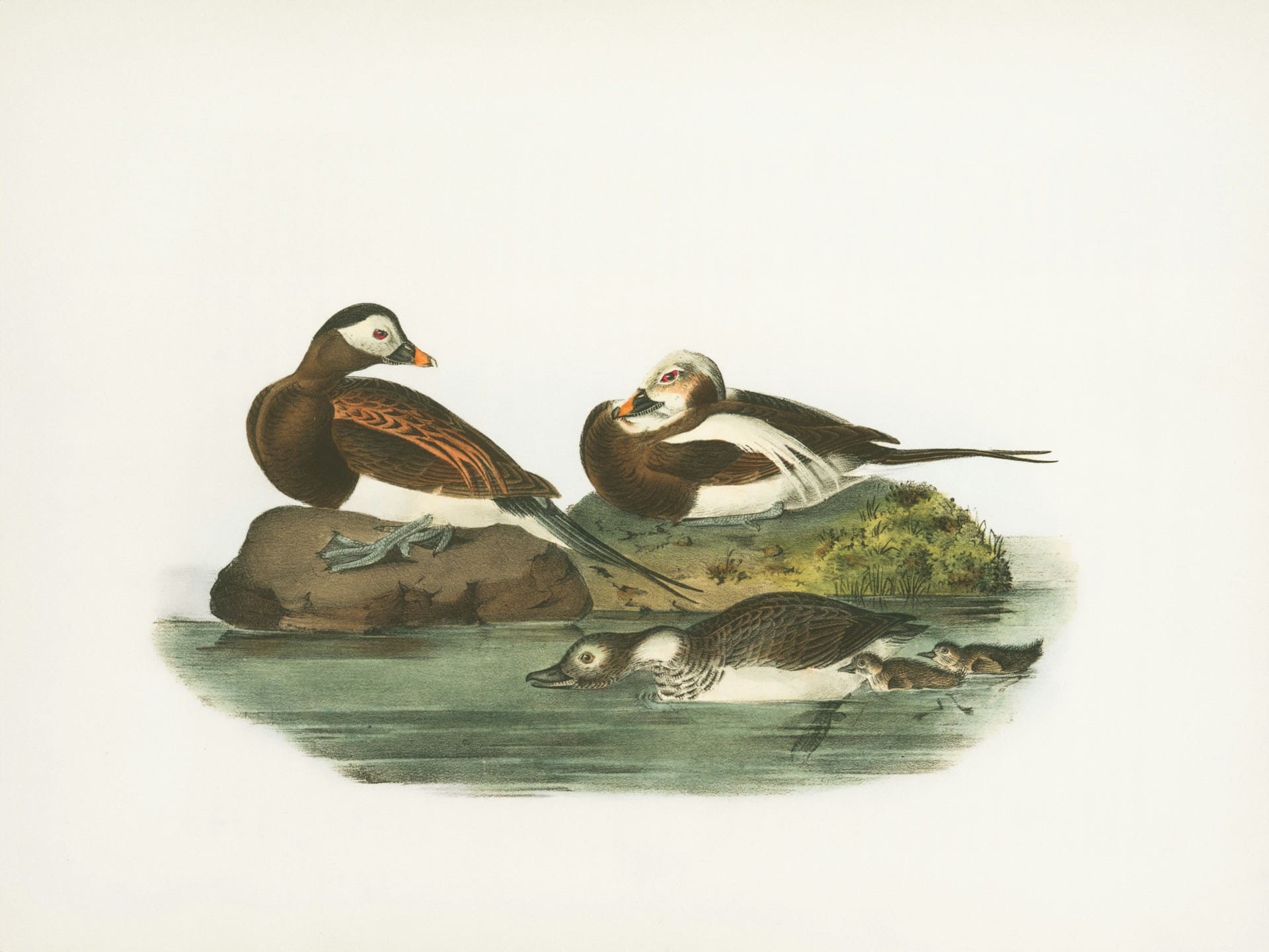 Animals in Vintage Illustration