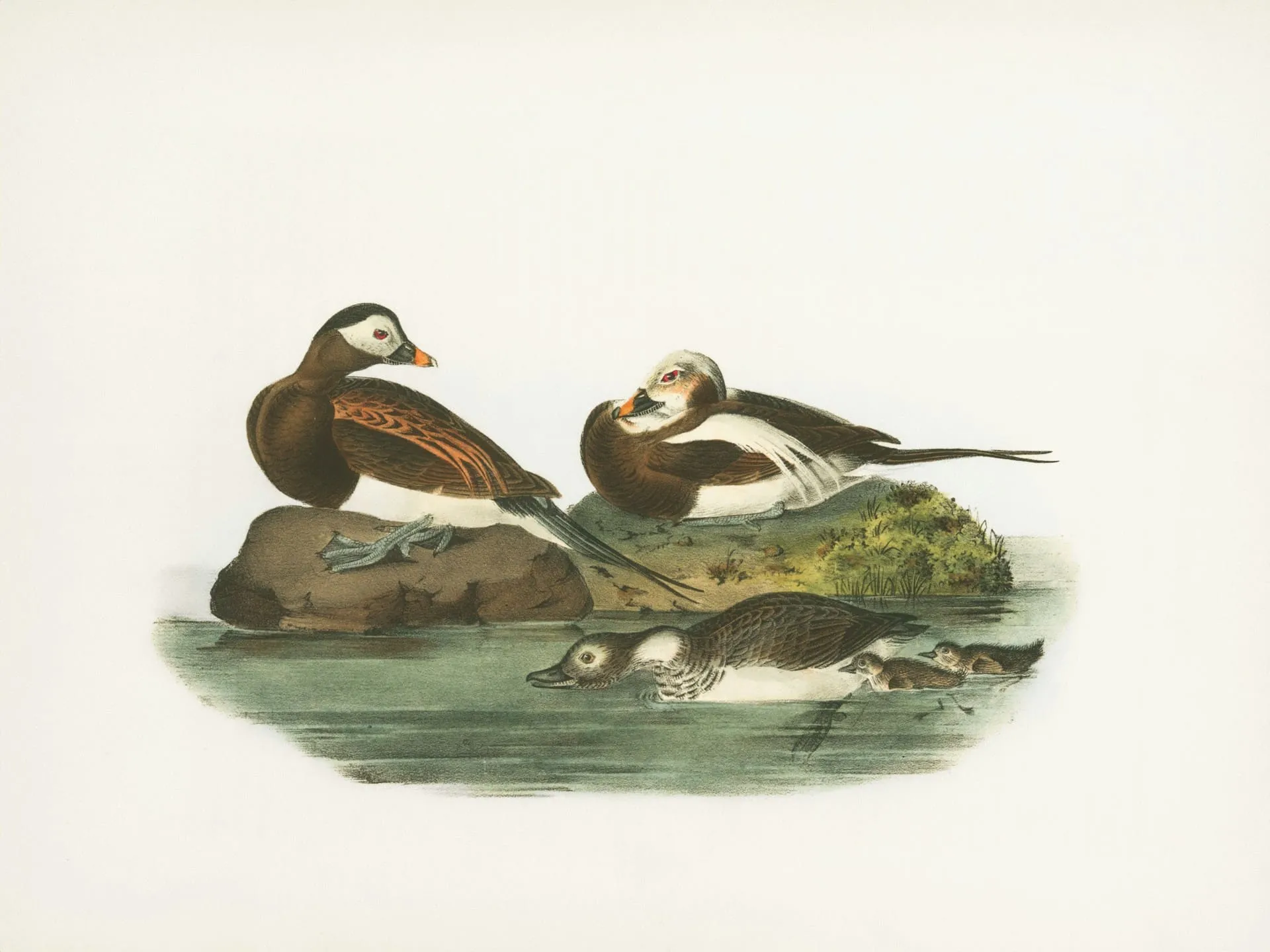 Animals in Vintage Illustration